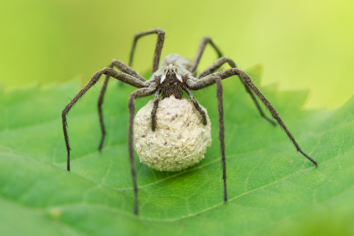 Nursery Web Spider with egg sac 4